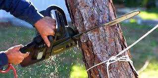 Holden Heights, FL Tree Services Company