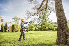 Best Hedge Trimming  in Holden Heights, FL