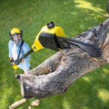 Best Tree Maintenance Programs  in Holden Heights, FL