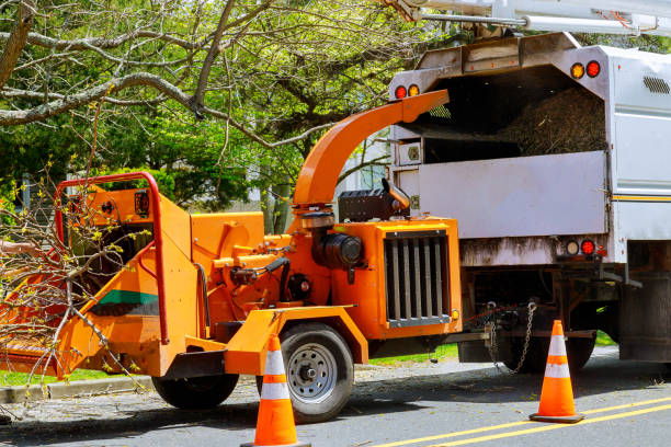 Best Seasonal Cleanup (Spring/Fall)  in Holden Heights, FL