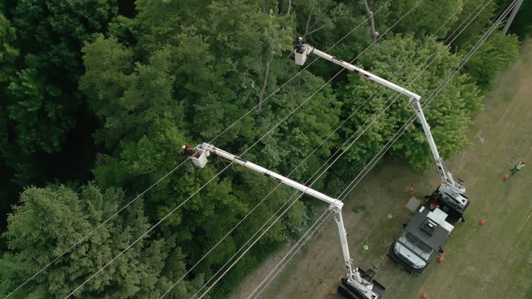 Best Root Management and Removal  in Holden Heights, FL