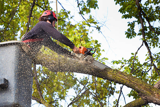 Best Tree Disease Treatment  in Holden Heights, FL