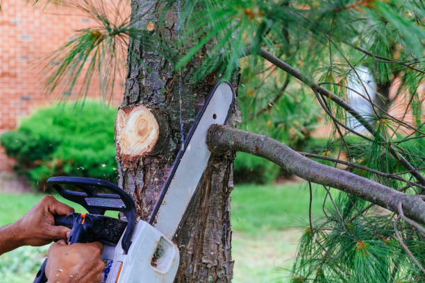 Best Hazardous Tree Removal  in Holden Heights, FL